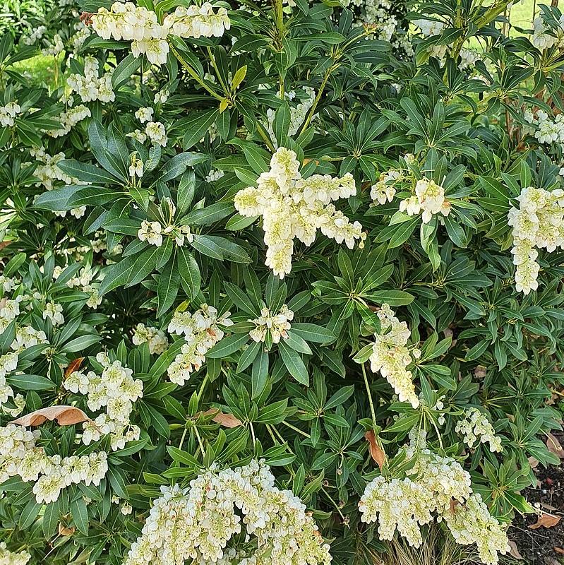Pieris japonica 'Snowdrift' ~ Snowdrift Pieris-ServeScape