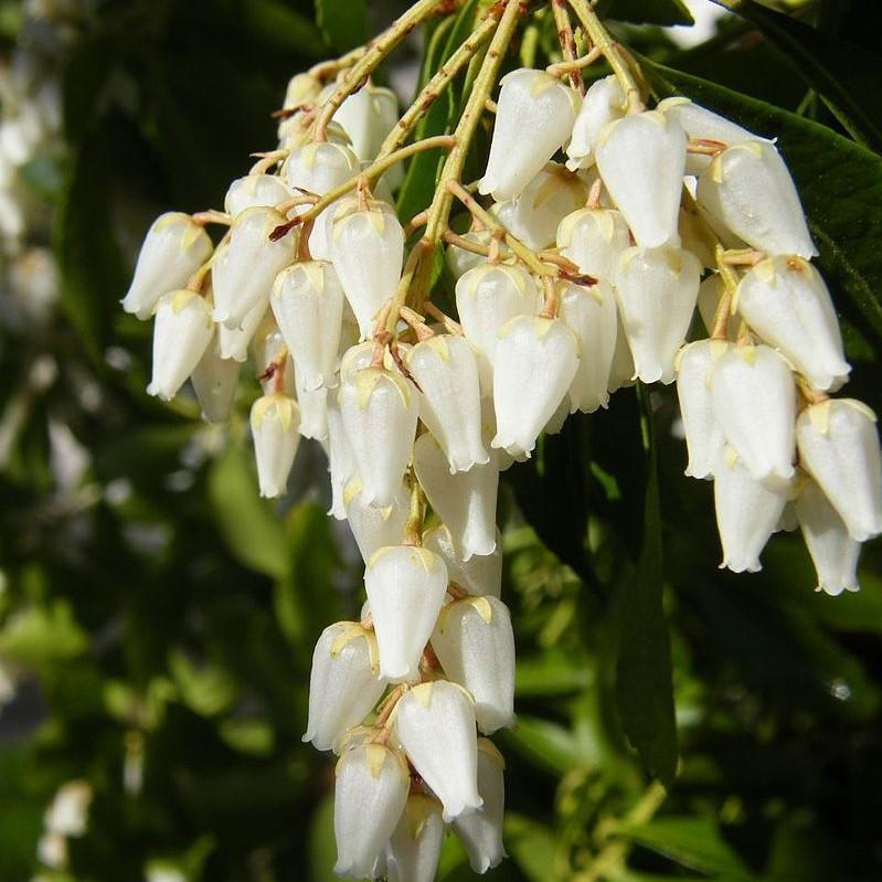 Pieris japonica 'Temple Bells' ~ Temple Bells Pieris - Delivered By ServeScape