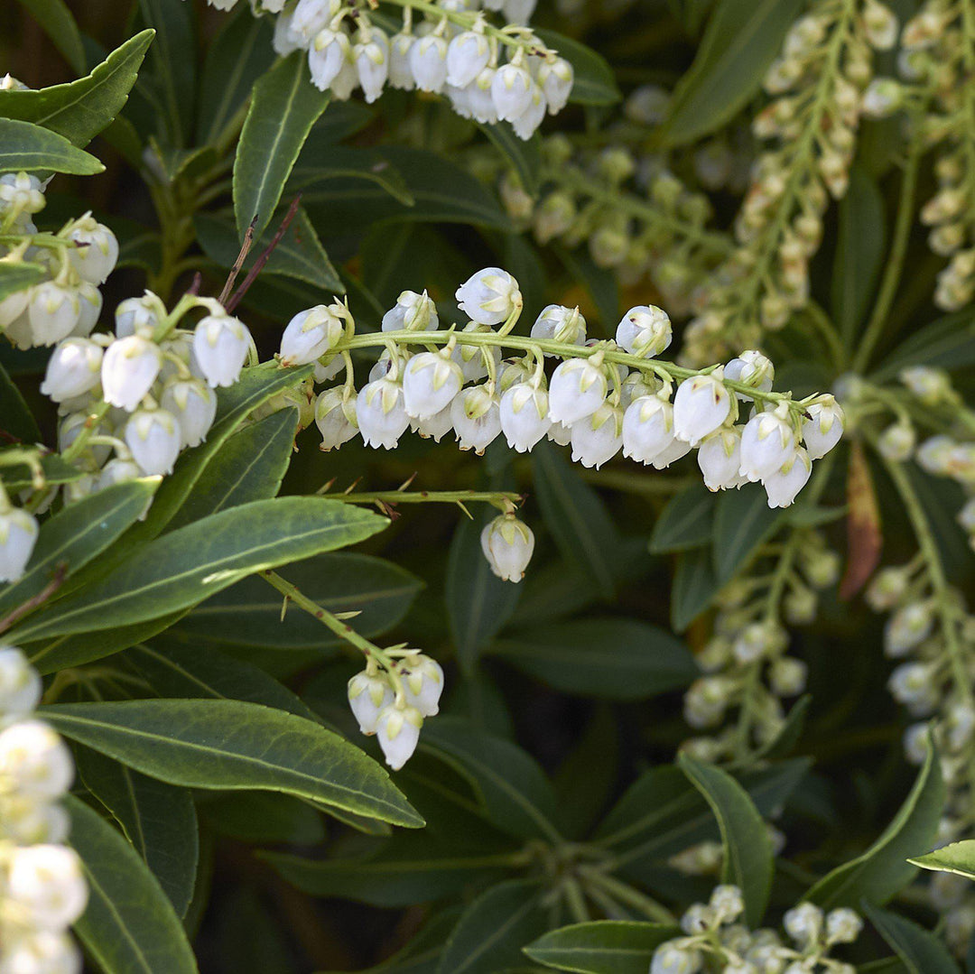 Pieris japonica 'White Water' ~ White Water Pieris-ServeScape
