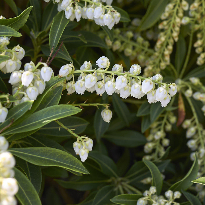 Pieris japonica 'White Water' ~ White Water Pieris-ServeScape
