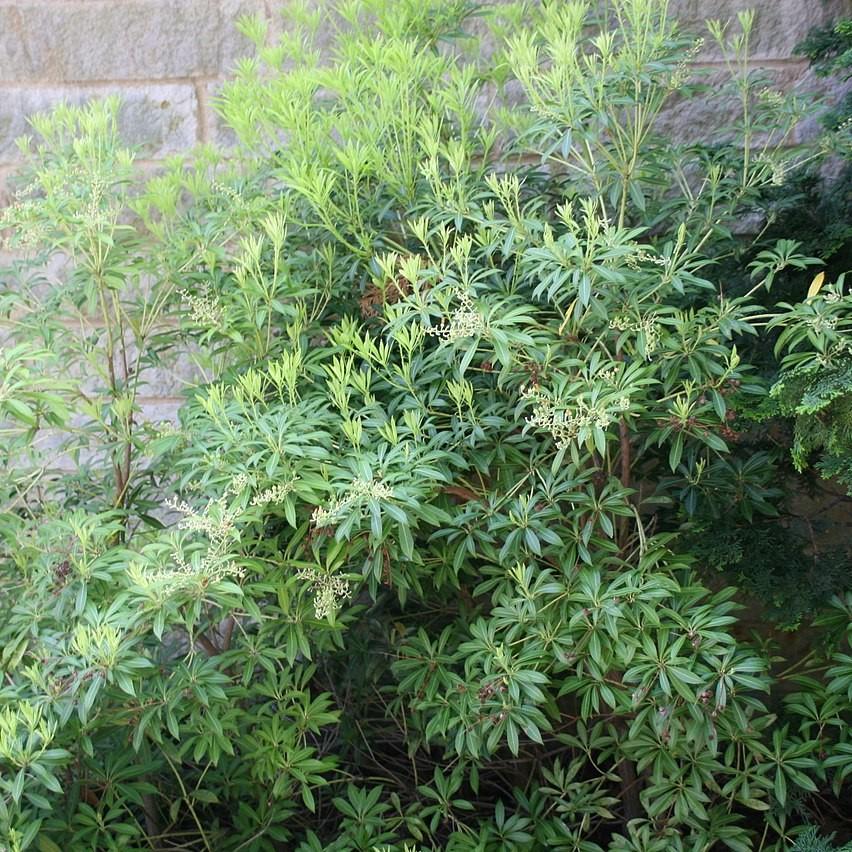 Pieris japonica 'White Water' ~ White Water Pieris-ServeScape