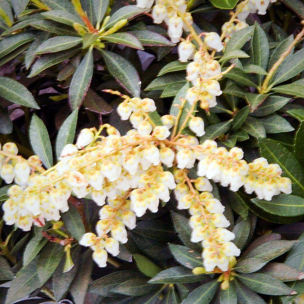 Pieris yakushimanum - Delivered By ServeScape