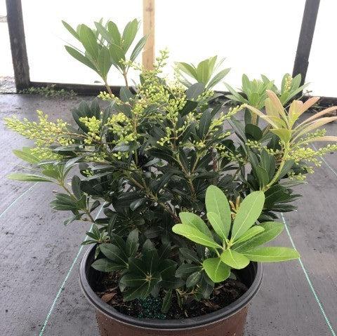 Pieris japonica ‘Planow’ ~ Mountain™ Snow Pieris-ServeScape