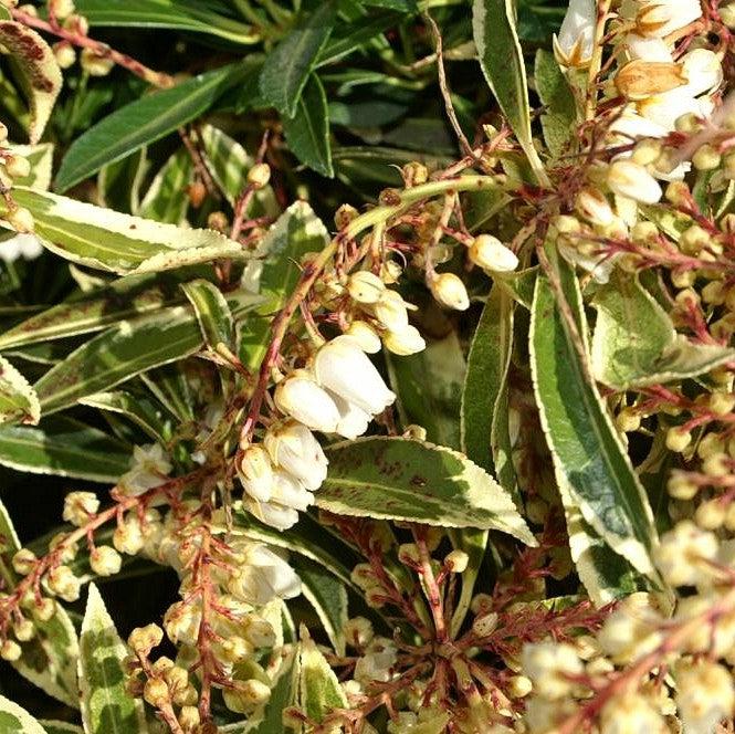 Pieris japonica 'Flaming Silver' ~ Flaming Silver Pieris-ServeScape