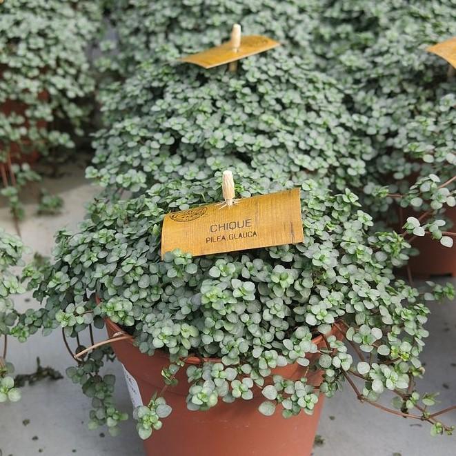 Pilea glauca ~ Silver Sparkle Pilea-ServeScape