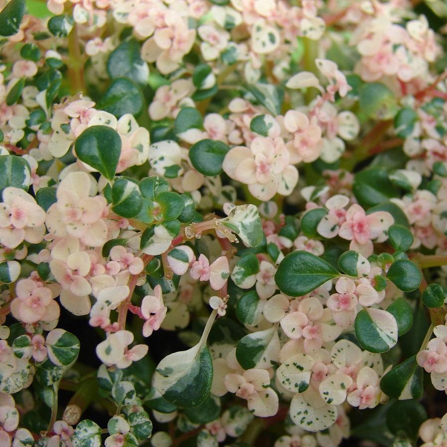 Pilea microphylla 'Variegata' ~ Variegated Pilea-ServeScape