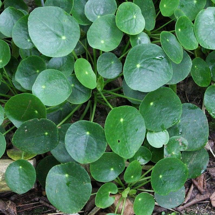 Pilea Peperomioides ~ Chinese Money Plant-ServeScape