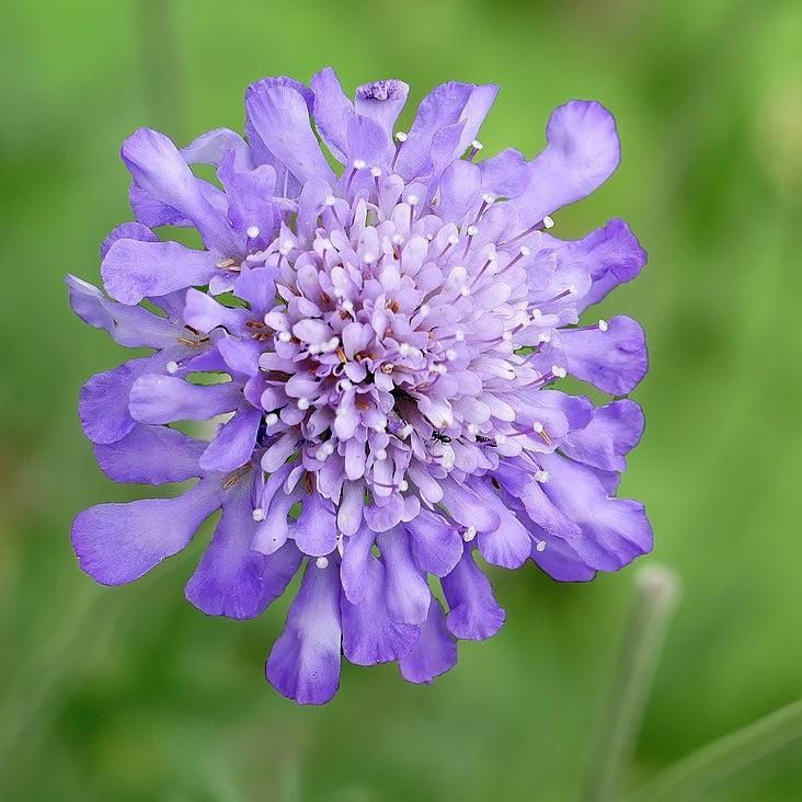 Scabiosa columbaria 'Balfluttdelu' ~ Flutter® Deep Blue Pincushion Flower-ServeScape