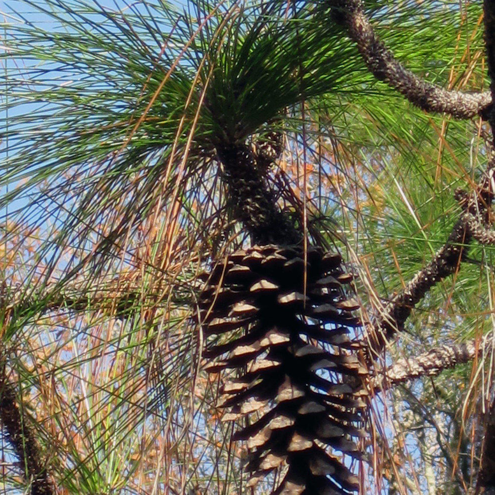 Pinus palustris ~ Long-Leaf Pine, Southern Pine-ServeScape