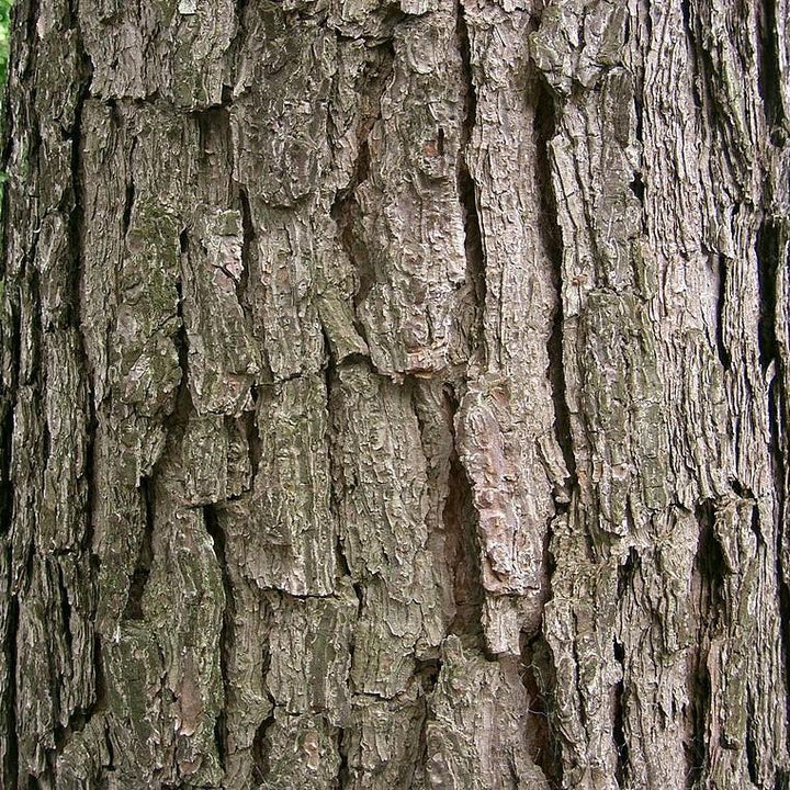 Pinus palustris ~ Long-Leaf Pine, Southern Pine-ServeScape