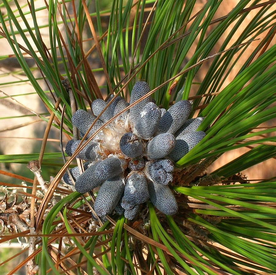 Pinus palustris ~ Long-Leaf Pine, Southern Pine-ServeScape
