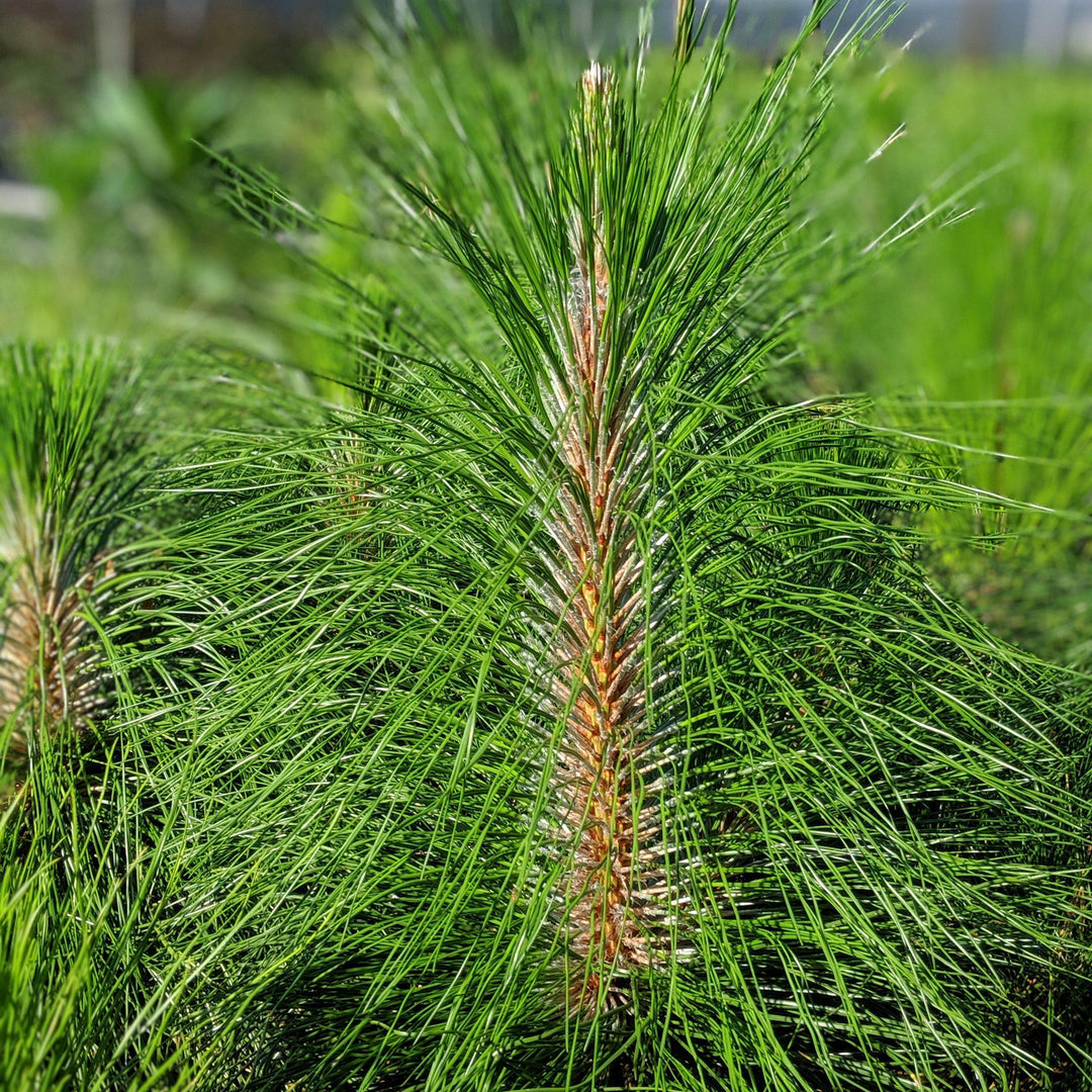 Pinus palustris ~ Long-Leaf Pine, Southern Pine-ServeScape