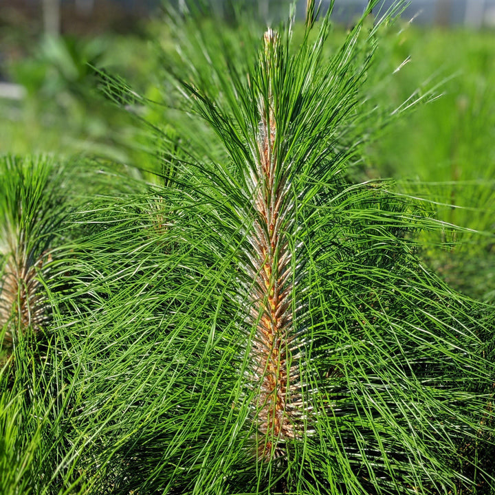 Pinus palustris ~ Long-Leaf Pine, Southern Pine-ServeScape