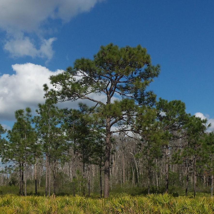 Pinus palustris ~ Long-Leaf Pine, Southern Pine-ServeScape