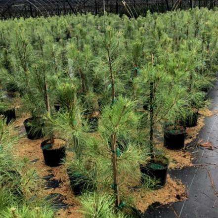 Pinus taeda ~ Loblolly Pine-ServeScape