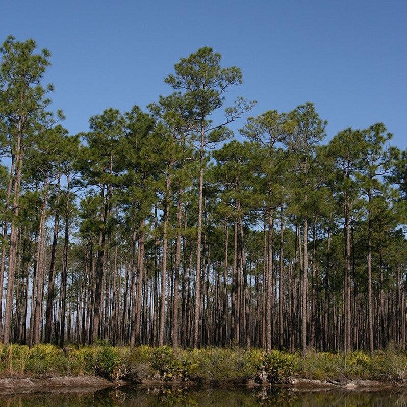 Pinus elliottii ~ Slash Pine-ServeScape