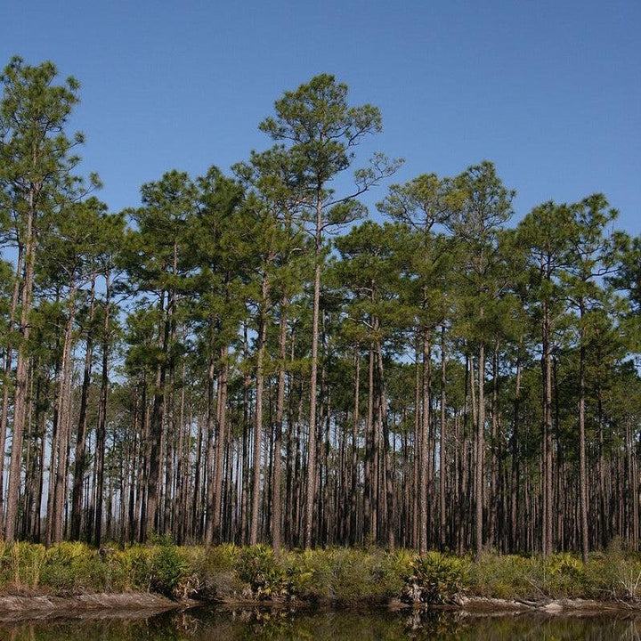 Pinus elliottii ~ Slash Pine-ServeScape