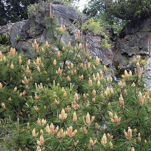 Pinus mugo var. Pumilio ~ Dwarf Mugo Pine-ServeScape