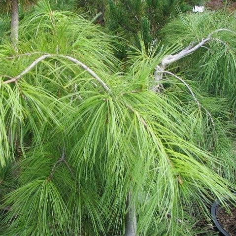 Pinus strobus 'Pendula' ~ Weeping White Pine-ServeScape