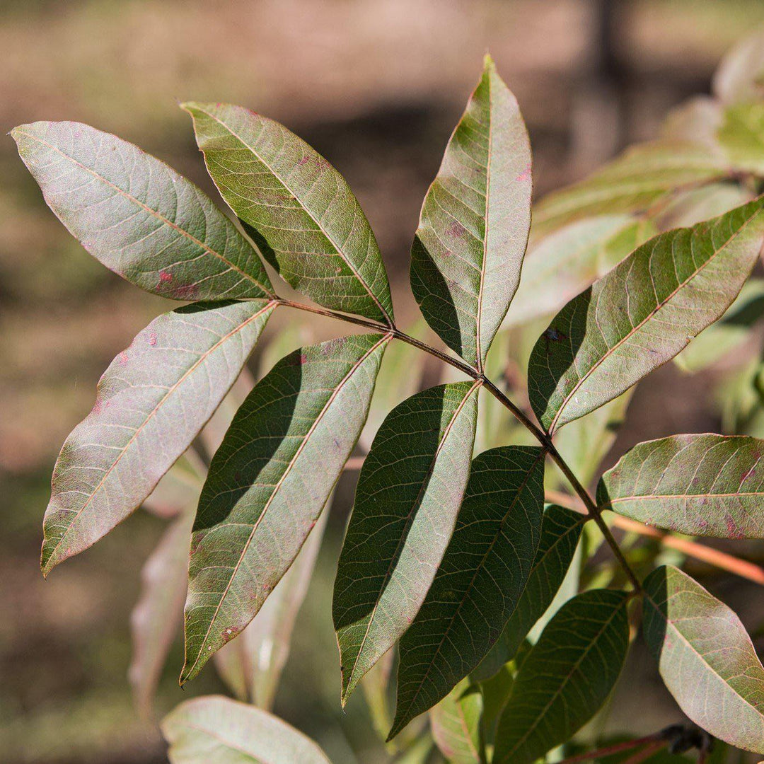 Pistacia chinensis ~ Chinese Pistachio - Delivered By ServeScape