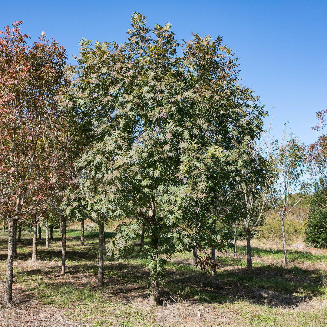 Pistacia chinensis ~ Chinese Pistachio - Delivered By ServeScape