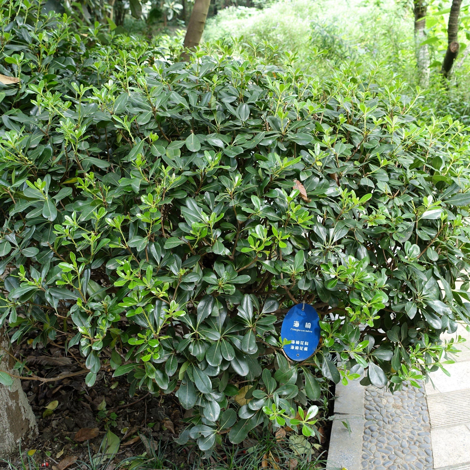 Pittosporum tobira ~ Green Pittosporum, Mock Orange-ServeScape