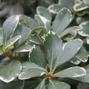 Pittosporum tobira 'Variegatum' ~ Variegated Pittosporum, Mock Orange - Delivered By ServeScape