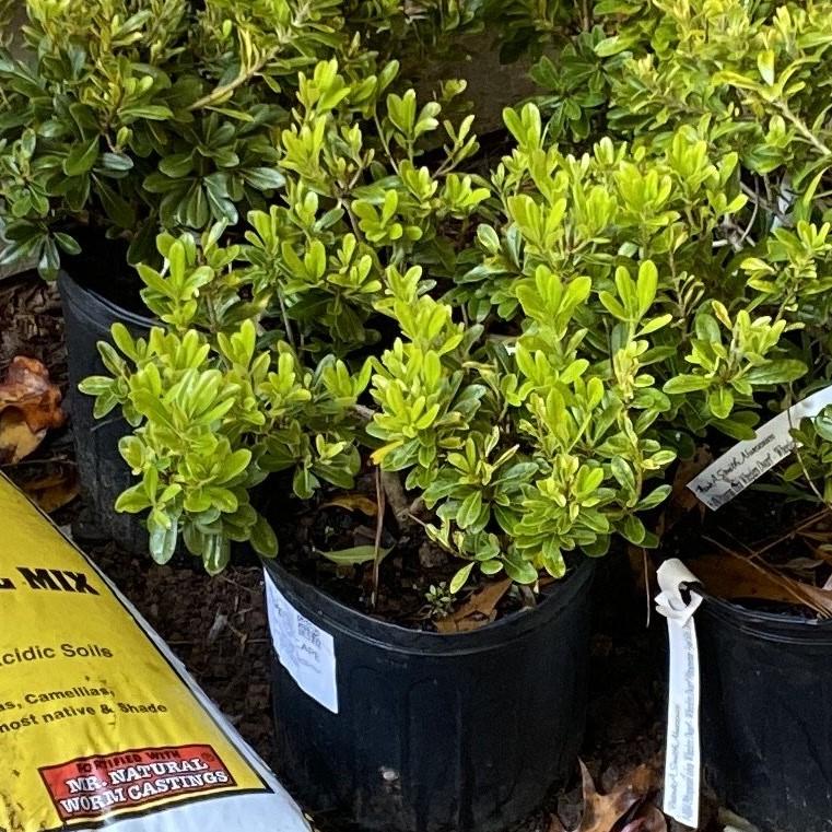 Pittosporum tobira 'Wheeler's Dwarf' ~ Wheeler's Dwarf Pittosporum, Mock Orange-ServeScape
