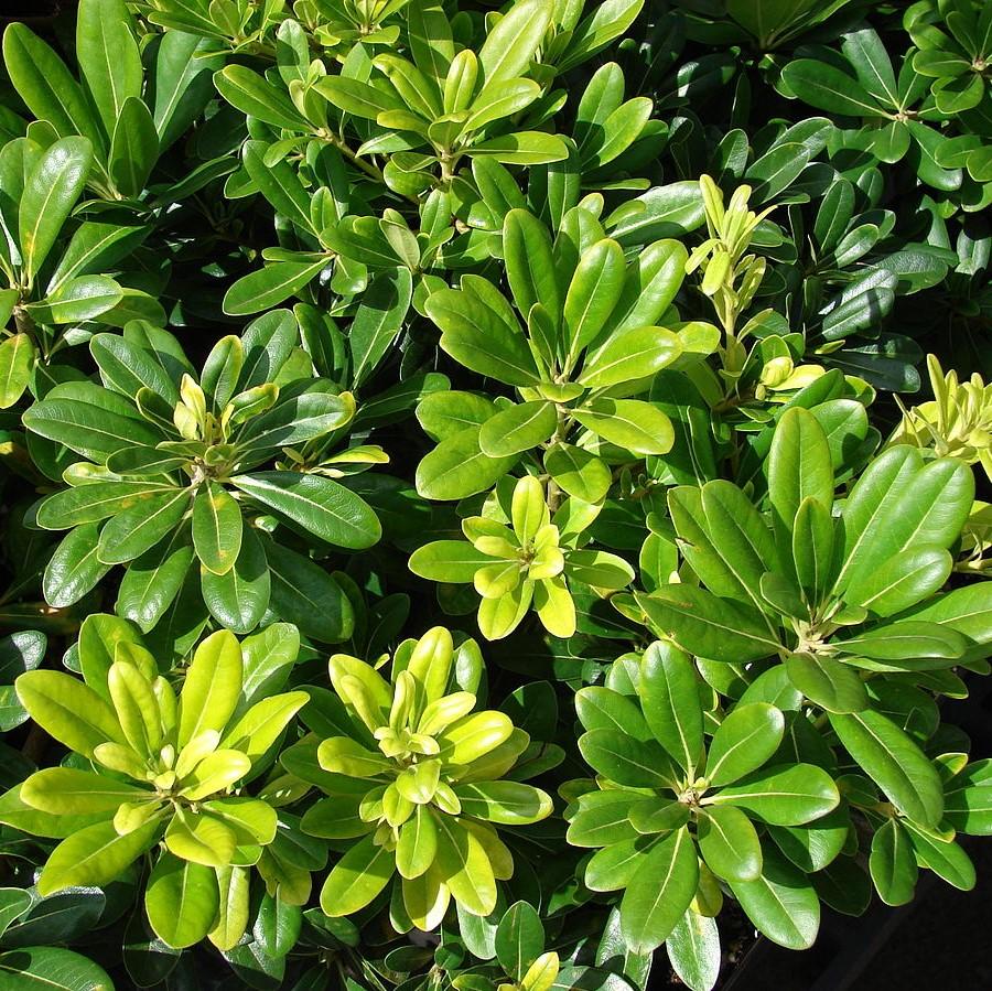 Pittosporum tobira 'Wheeler's Dwarf' ~ Wheeler's Dwarf Pittosporum, Mock Orange-ServeScape