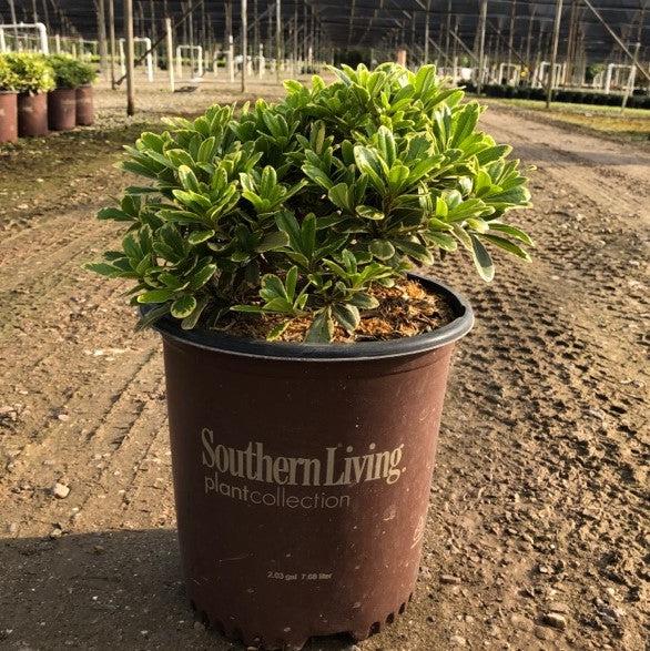 Pittosporum tobira 'CNI Three' ~ Mojo® Dwarf Pittosporum, Japanese Mock Orange-ServeScape