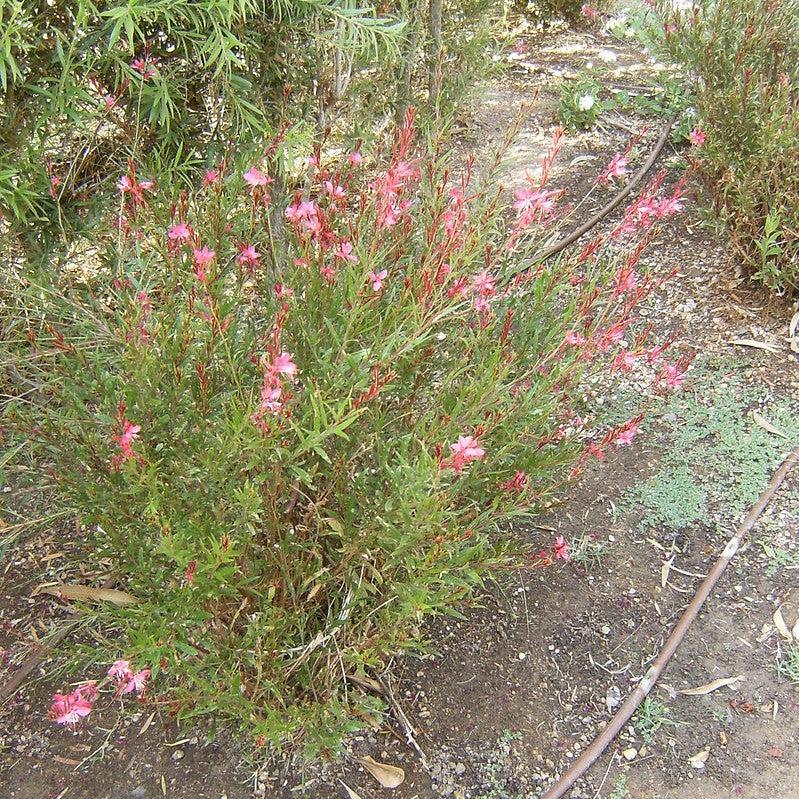 Gaura lindheimeri 'Steffi Dark Rose' ~ Steffi Dark Rose Gaura-ServeScape