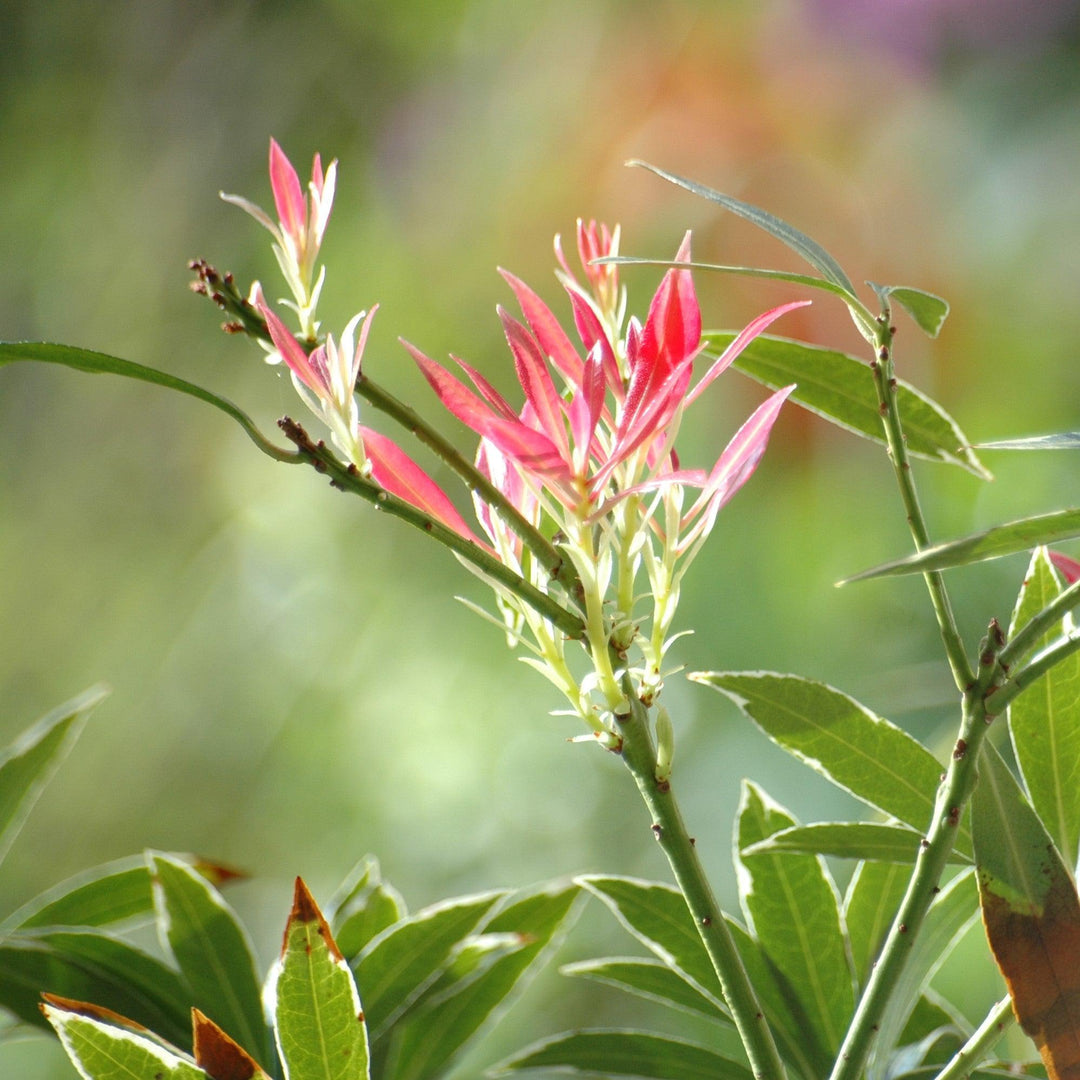 Pieris japonica 'Flaming Silver' ~ Flaming Silver Pieris-ServeScape