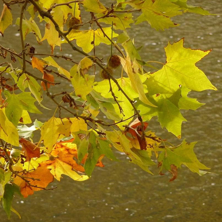 Platanus acerifolia 'Morton Circle' ~ EXCLAMATION!™ London planetree-ServeScape