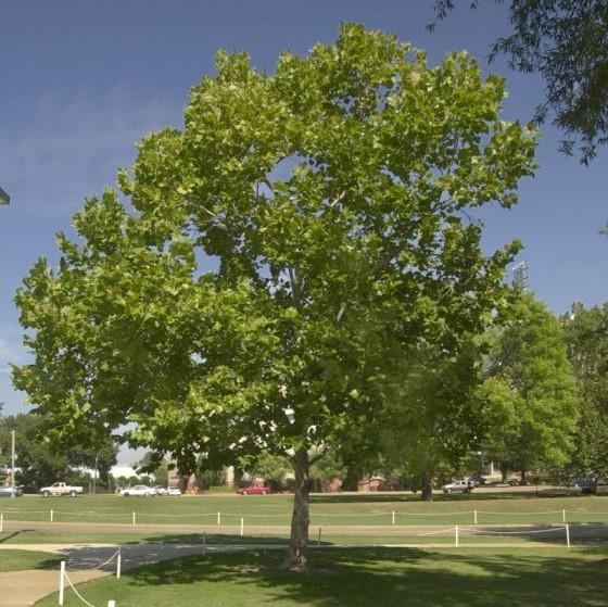 Platanus occidentalis ~ American Sycamore-ServeScape