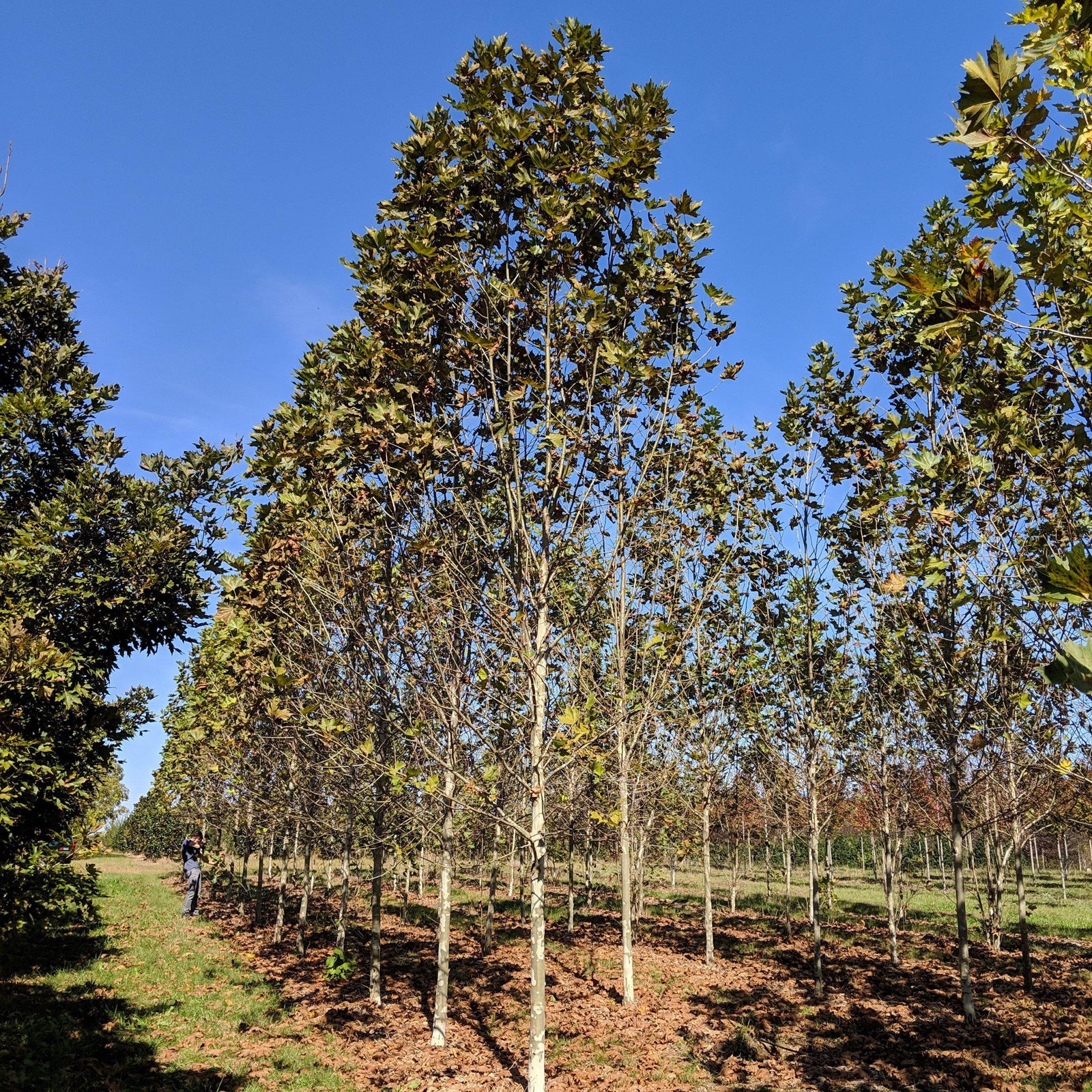 Platanus x acerifolia 'Yarwood ~ Yarwood London Planetree - Delivered By ServeScape