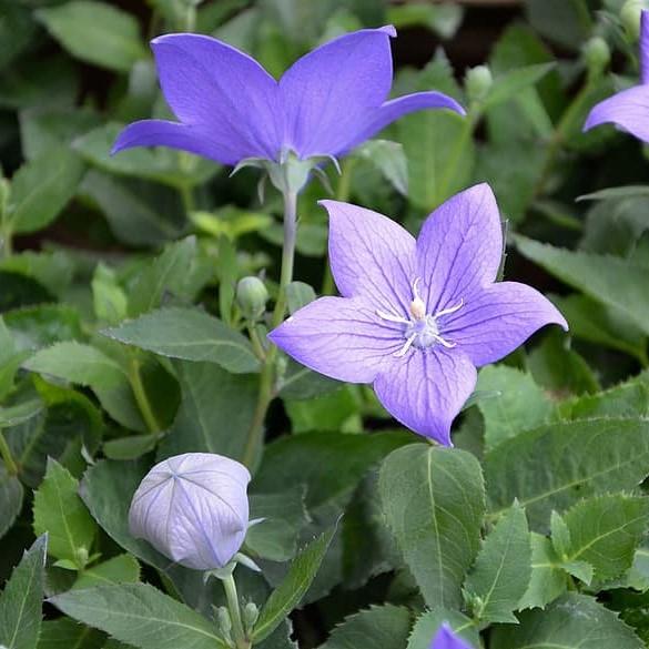 Platycodon grandiflorus 'Astra Blue' ~ Astra Blue Balloon Flower-ServeScape