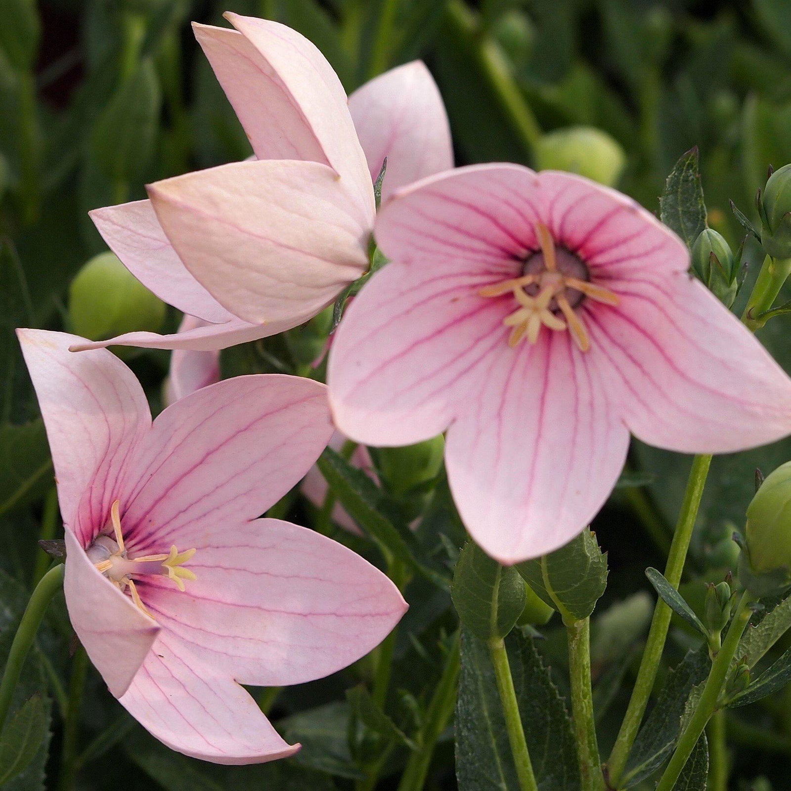 Platycodon grandiflorus 'Astra Pink' ~ Astra Pink Balloon Flower-ServeScape