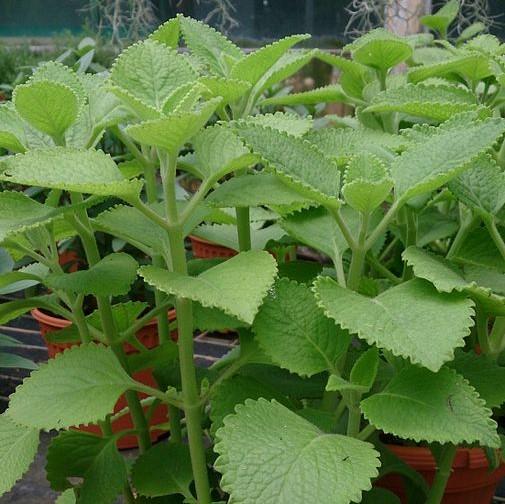 Plectranthus amboinicus ~ Cuban Oregano, Indian Borage-ServeScape