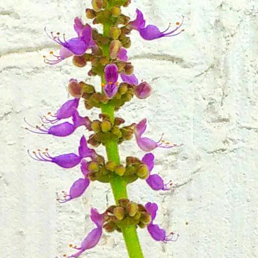 Plectranthus amboinicus ~ Cuban Oregano, Indian Borage-ServeScape