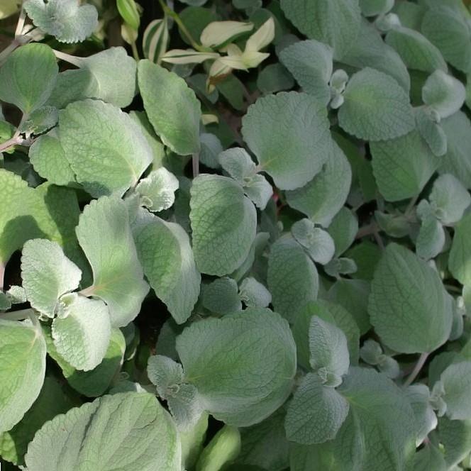 Plectranthus argentatus ~ Silver Plectranthus-ServeScape