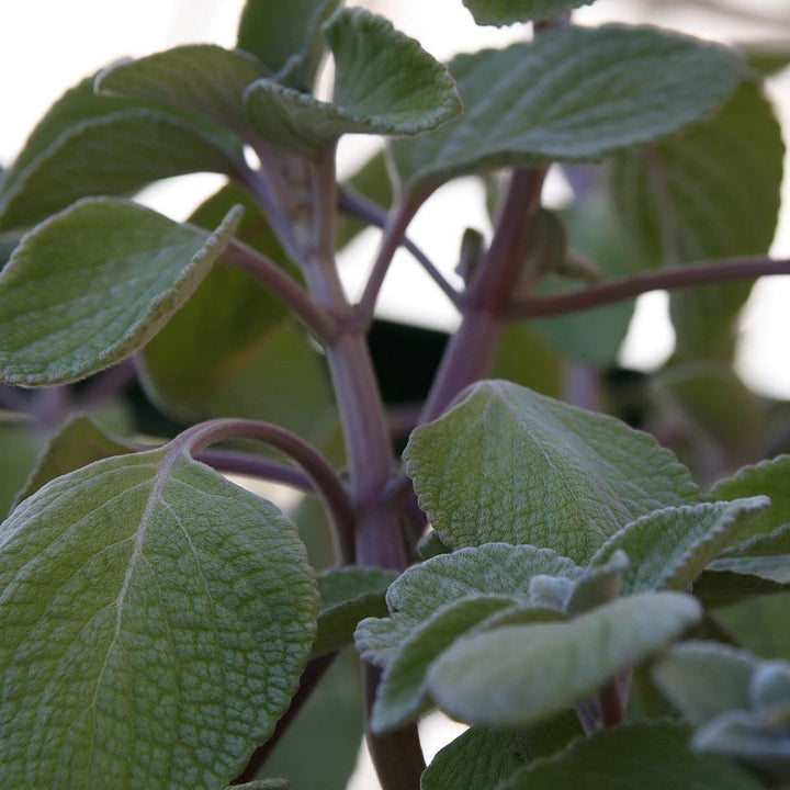 Plectranthus argentatus ~ Silver Plectranthus-ServeScape