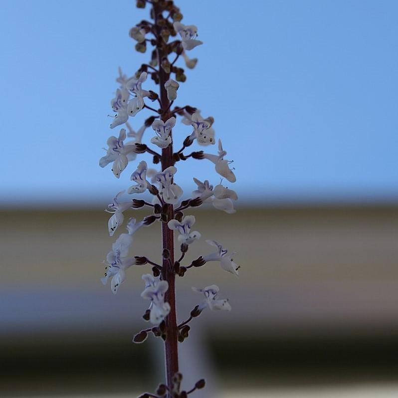 Plectranthus argentatus ~ Silver Plectranthus-ServeScape