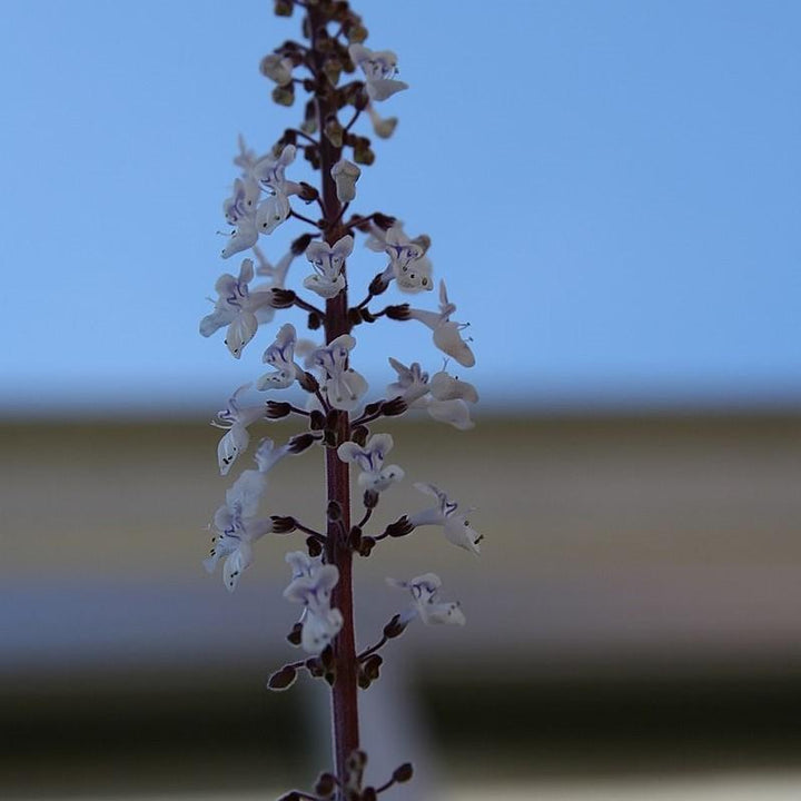 Plectranthus argentatus ~ Silver Plectranthus-ServeScape