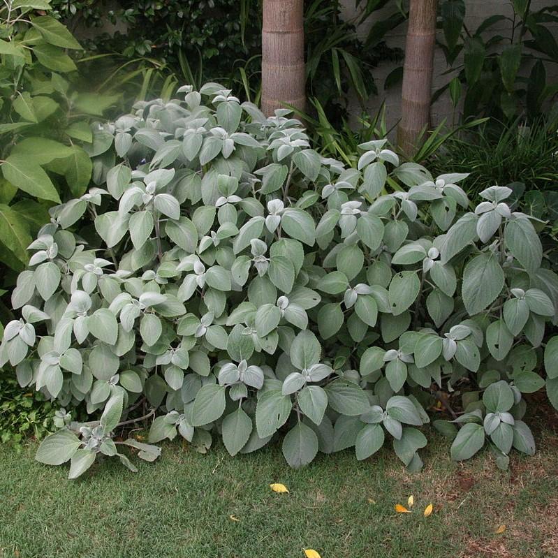 Plectranthus argentatus ~ Silver Plectranthus-ServeScape