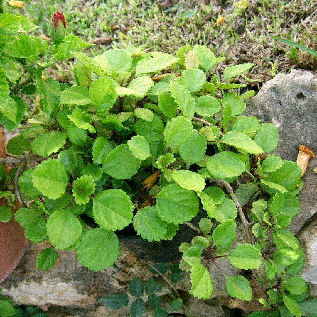 Plectranthus australis ~ Creeping Charlie-ServeScape