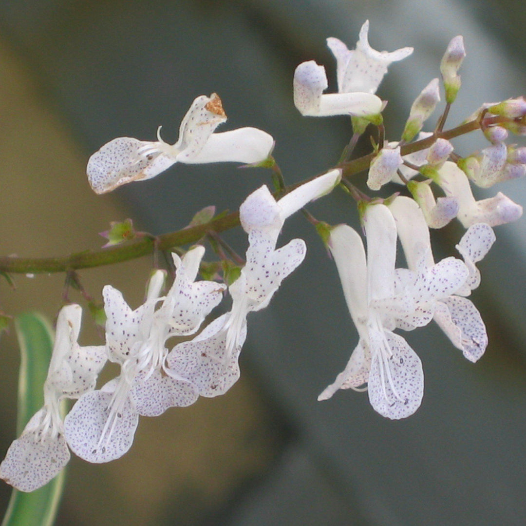 Plectranthus australis ~ Creeping Charlie-ServeScape