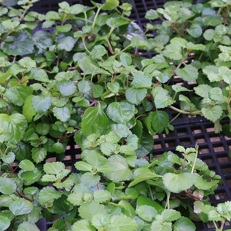 Plectranthus australis ~ Creeping Charlie-ServeScape