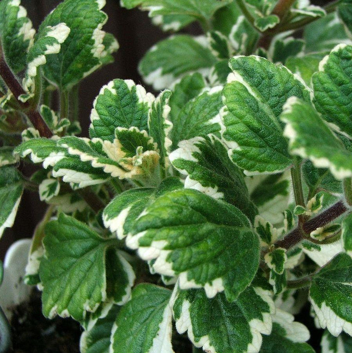 Plectranthus coleoides 'Variegata' ~ Variegated Swedish Ivy-ServeScape