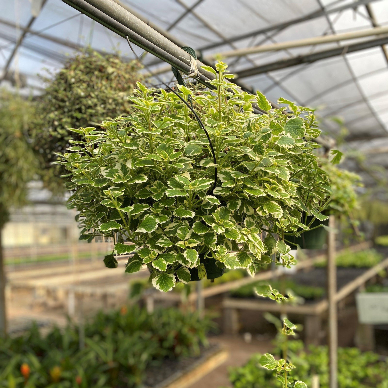 Plectranthus coleoides 'Variegata' ~ Variegated Swedish Ivy-ServeScape