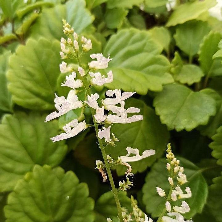 Plectranthus verticillatus ~ Swedish Ivy-ServeScape